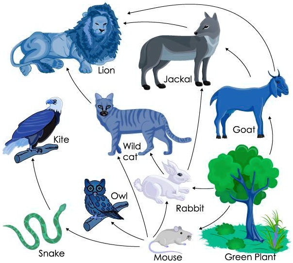 SOLVED: If the population of rabbits in this ecosystem decreased ...