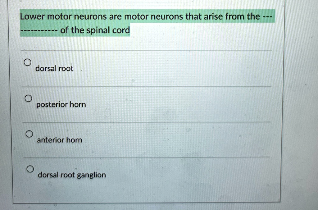 lower motor neurons are motor neurons that arise from the of the spinal ...