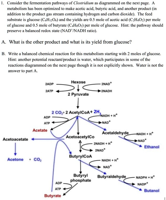 1. Consider the fermentation pathways of Clostridium as diagrammed on the next page. A
metabolism has been optimized to make acetic acid, butyric acid, and another product (in
addition to the product gas stream containing hydrogen and carbon dioxide). The feed
substrate is glucose (C6H12O6) and the yields are 0.5 mole of acetic acid (C2H4O2) per mole
of glucose and 0.5 mole of butyrate (C4H8O2) per mole of glucose. Hint: the pathway should
preserve a balanced redox state (NAD+/NADH ratio).
A. What is the other product and what is its yield from glucose?
B. Write a balanced chemical reaction for this metabolism starting with 2 moles of glucose.
Hint: another potential reactant/product is water, which participates in some of the
reactions diagrammed on the next page though it is not explicitly shown. Water is not the
answer to part A.