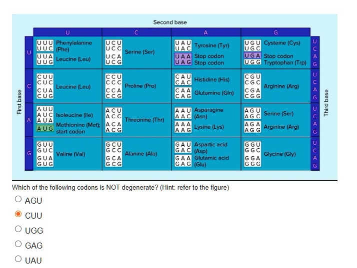 Second base U C A G U UUU Phenylalanine (Phe) UUC UUA...