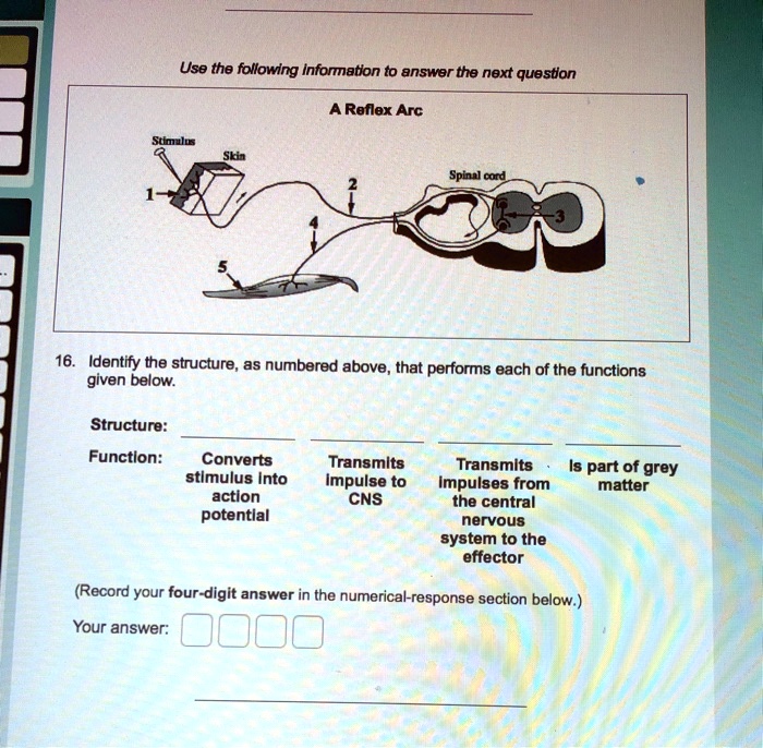 Use the following information to answer the next question
A Reflex Arc
Stimulus Skin Spinal cord
16. Identify the structure, as numbered above, that performs each of the functions given below.
Structure:
Function: Converts stimulus into action potential | Transmits impulse to CNS | Transmits impulses from the central nervous system to the effector | Is part of grey matter
(Record your four-digit answer in the numerical-response section below.)
Your answer: