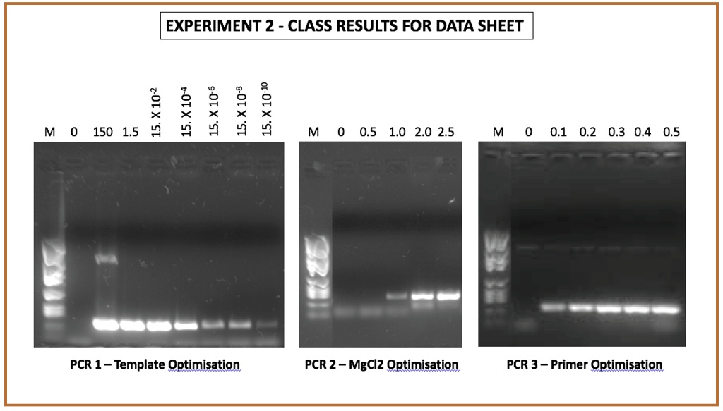Pcr Condition Optimization SOLVED: The following figure is a compiled set of previous class ...