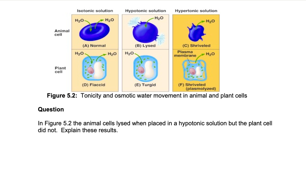 SOLVED: Isotonic solution Hypotonic solution H2O Hypertonic solution Hz0  Hzo HzO Animal celi (4) Normal (B) Lysed Hzo (C) Shriveled Plasma membrane  Hzo H20 HaO Plant celi (D) Flaccid (E) Turgid (F)