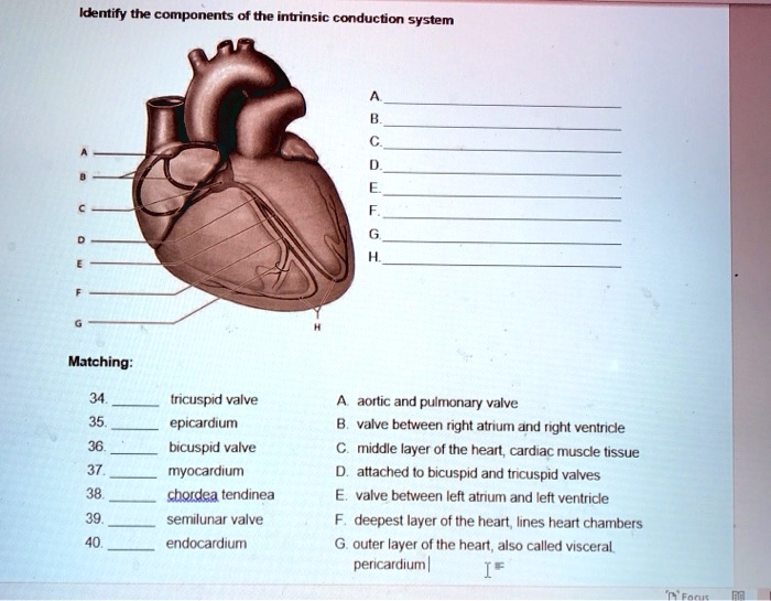 SOLVED: Identify the components of the intrinsic conduction system ...