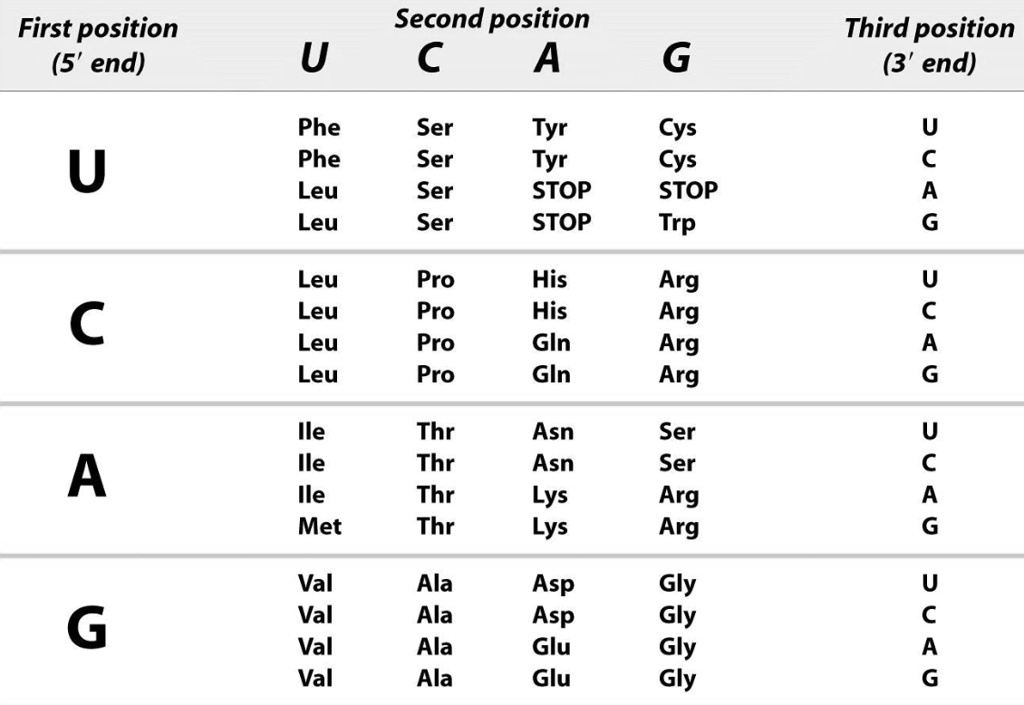 SOLVED: You may refer to the genetic code, shown below, to answer this ...