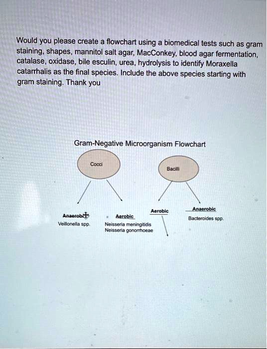 solved-would-you-please-create-a-flowchart-using-biomedical-tests-such-as-gram-staining-shapes