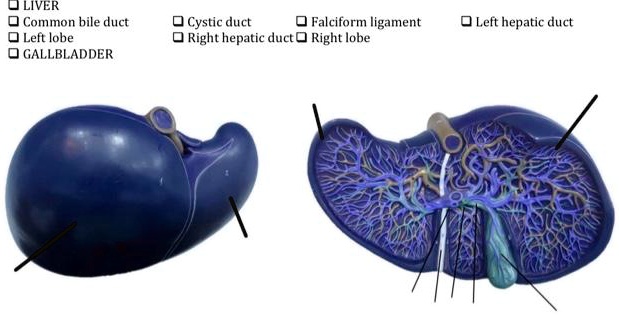 LIVER
Common bile duct
Cystic duct
Falciform ligament
Left hepatic duct
Left lobe
Right hepatic duct
Right lobe
GALLBLADDER