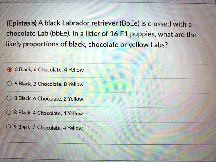 SOLVED (Epistasis) A black Labrador retriever (BbEe) is crossed with a