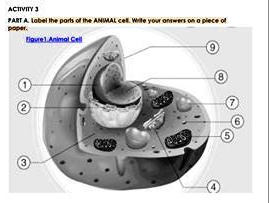 ACTIVITY 3
PART A. Label the parts of the ANIMAL cell. Write your answers on a piece of
paper.
Figure 1. Animal Cell
1
2
3
9
8
7
4
5
6