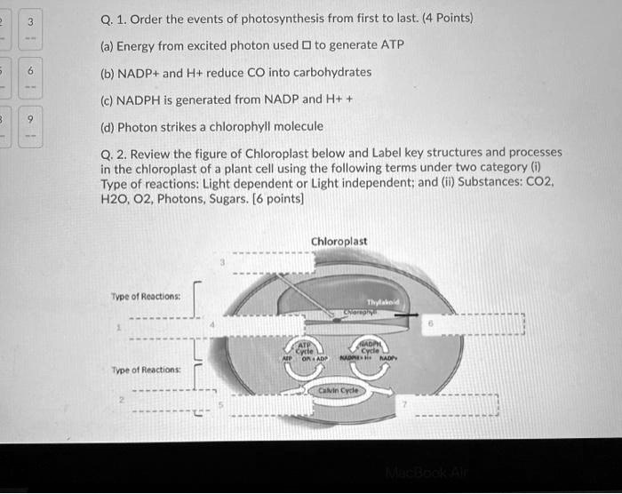 Q. 1. Order the events of photosynthesis from first to last. (4 Points)
(a) Energy from excited photon used ? to generate ATP
(b) NADP+ and H+ reduce CO into carbohydrates
(c) NADPH is generated from NADP and H+ +
(d) Photon strikes a chlorophyll molecule
Q. 2. Review the figure of Chloroplast below and Label key structures and processes in the chloroplast of a plant cell using the following terms under two category (i) Type of reactions: Light dependent or Light independent; and (ii) Substances: CO2, H2O, O2, Photons, Sugars. [6 points]
Chloroplast
Thylakoid
Chlorophyll
ATP Cycle
NADPH Cycle
Calvin Cycle