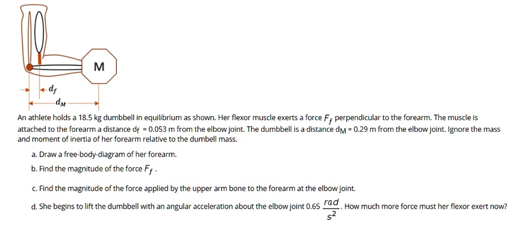 An athlete holds a 18.5 kg dumbbell in equilibrium as shown. Her flexor muscle exerts a force Ff perpendicular to the forearm. The muscle is attached to the forearm a distance df = 0.053 m from the elbow joint. The dumbbell is a distance dM = 0.29 m from the elbow joint. Ignore the mass and moment of inertia of her forearm relative to the dumbell mass.
a. Draw a free-body-diagram of her forearm.
b. Find the magnitude of the force Ff .
c. Find the magnitude of the force applied by the upper arm bone to the forearm at the elbow joint.
d. She begins to lift the dumbbell with an angular acceleration about the elbow joint 0.65 rad/s^2 . How much more force must her flexor exert now?