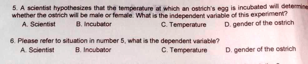 scientist hypothesis that the temperature at which an ostrich egg