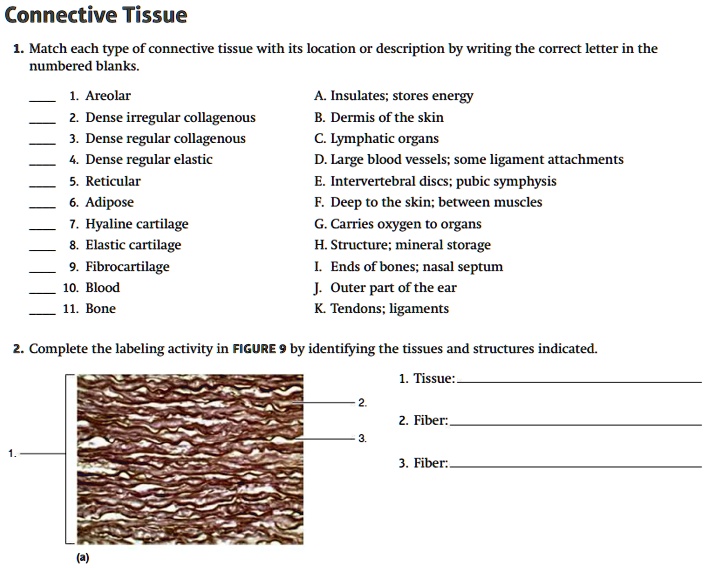 Connective Tissue Worksheet.pdf Connective Tissue Matrix Worksheet