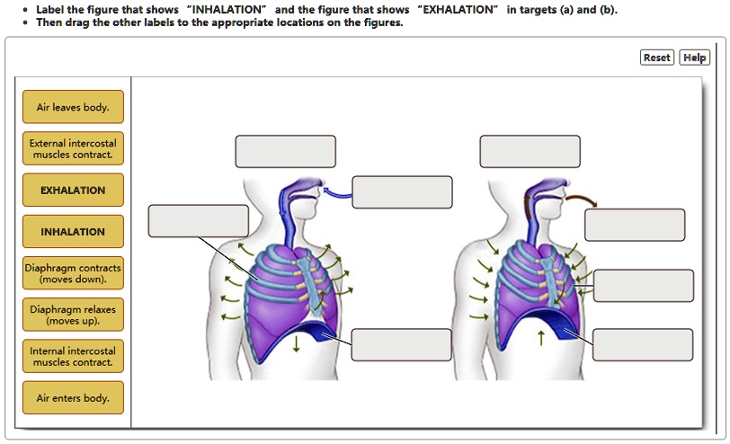 SOLVED: Label The Figure That Shows "INHALATION" And The Figure That ...