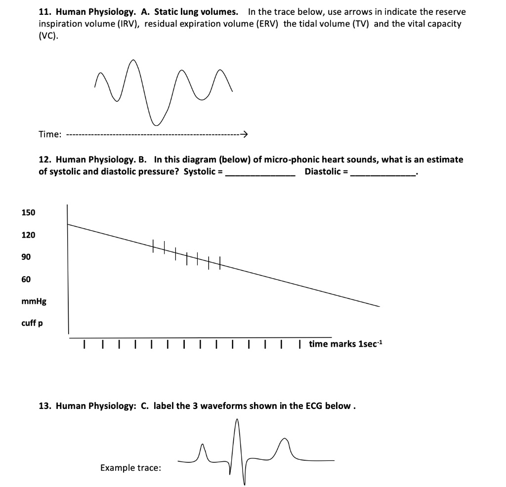 Solved 11 Human Physiology A Static Lung Volumes In The Trace Below Use Arrows In Indicate The Reserve Inspiration Volume Irv Residual Expiration Volume Erv The Tidal Volume Tv And The Vital