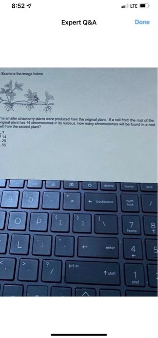 Examine the image below.
The smaller strawberry plants were produced from the original plant. If a cell from the root of the
orginal plant has 14 chromosomes in its nucleus, how many chromosomes will be found in a root
cell from the second plant?
7
14
28
56