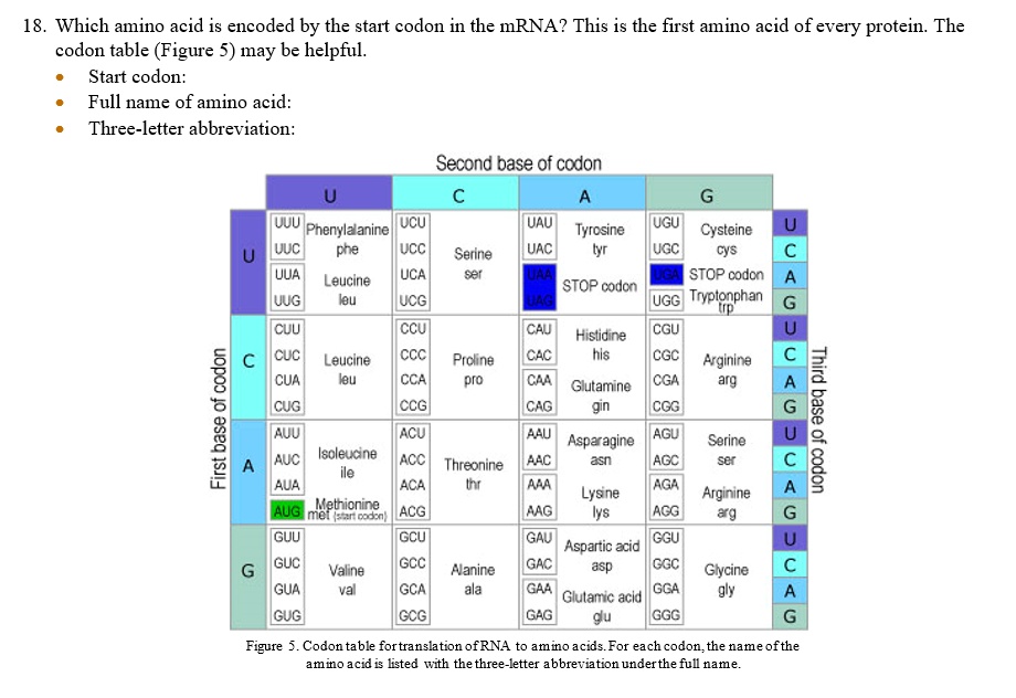 Amino Acid Codon Abbreviation Table Matttroy