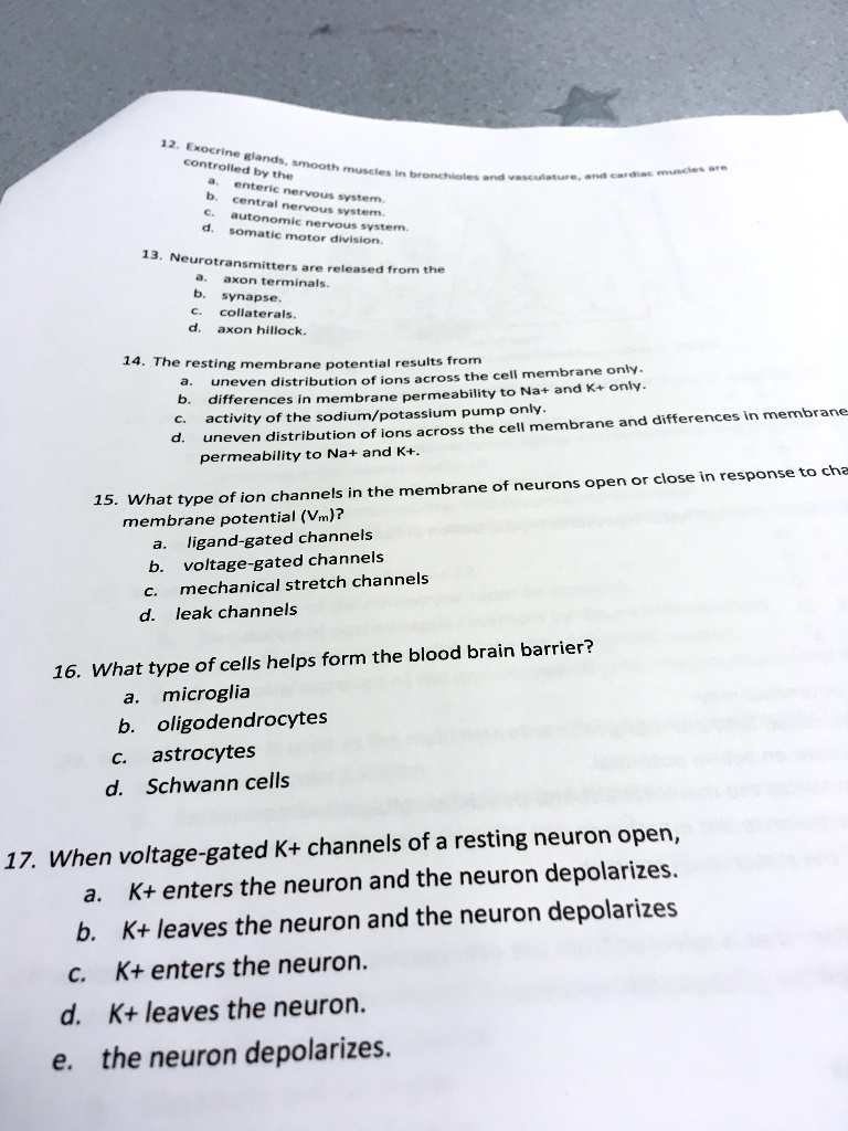 12. Exocrine glands, smooth muscles in bronchioles and vasculature, and cardiac muscles are
controlled by the
a. enteric nervous system.
b. central nervous system.
c. autonomic nervous system.
d. somatic motor division.
13. Neurotransmitters are released from the
a. axon terminals.
b. synapse.
c. collaterals.
d. axon hillock.
14. The resting membrane potential results from
a. uneven distribution of ions across the cell membrane only.
b. differences in membrane permeability to Na+ and K+ only.
c. activity of the sodium/potassium pump only.
d. uneven distribution of ions across the cell membrane and differences in membrane
permeability to Na+ and K+.
15. What type of ion channels in the membrane of neurons open or close in response to changes in
membrane potential (Vm)?
a. ligand-gated channels
b. voltage-gated channels
c. mechanical stretch channels
d. leak channels
16. What type of cells helps form the blood brain barrier?
a. microglia
b. oligodendrocytes
c. astrocytes
d. Schwann cells
17. When voltage-gated K+ channels of a resting neuron open,
a. K+ enters the neuron and the neuron depolarizes.
b. K+ leaves the neuron and the neuron depolarizes
c. K+ enters the neuron.
d. K+ leaves the neuron.
e. the neuron depolarizes.