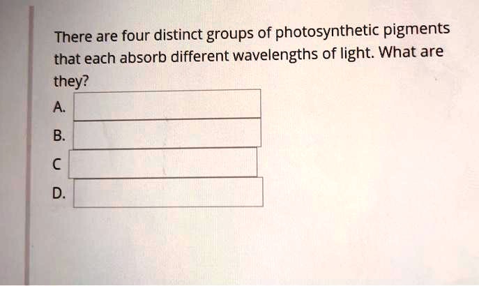 There are four distinct groups of photosynthetic pigments that each absorb different wavelengths of light. What are they?
A.
B.
C.
D.