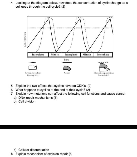 SOLVED: 4. Looking at the diagram below, how does the concentration of ... Biology Diagrams