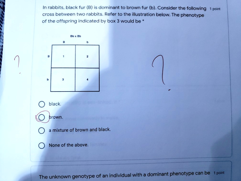 SOLVED: In Rabbits, Black Fur (B) Is Dominant To Brown Fur (b ...
