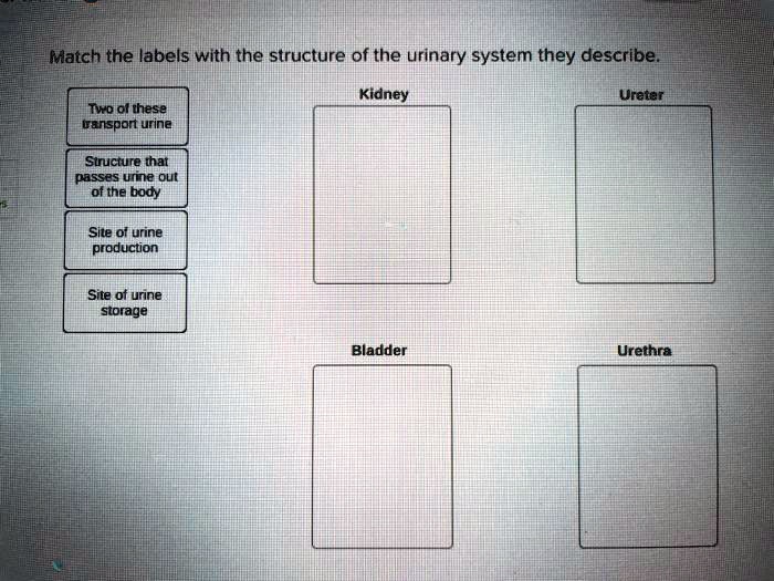 Match the labels with the structure of the urinary system they describe.
Two of these
transport urine
Structure that
passes urine out
of the body
Site of urine
production
Kidney
Ureter
Site of urine
storage
Bladder
Urethra