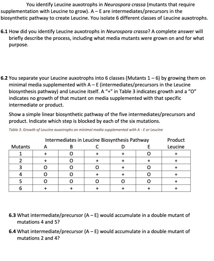 SOLVED: You Identify Leucine Auxotrophs In Neurospora Crassa (mutants ...