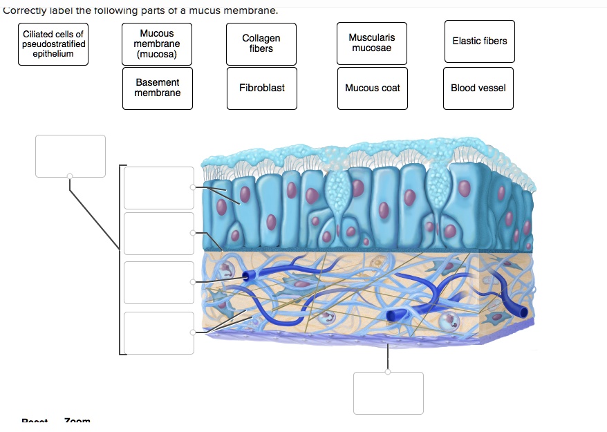 SOLVED: Correctly label the following parts of a mucus membrane ...