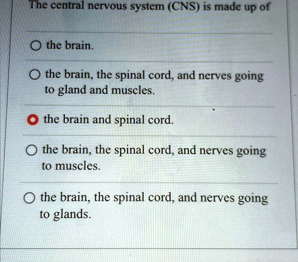 The central nervous system (CNS) is made up of the brain. the brain ...
