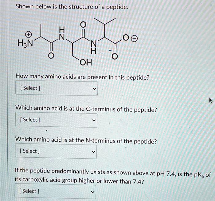 SOLVED Shown below is the structure of a peptide HaN OH How many