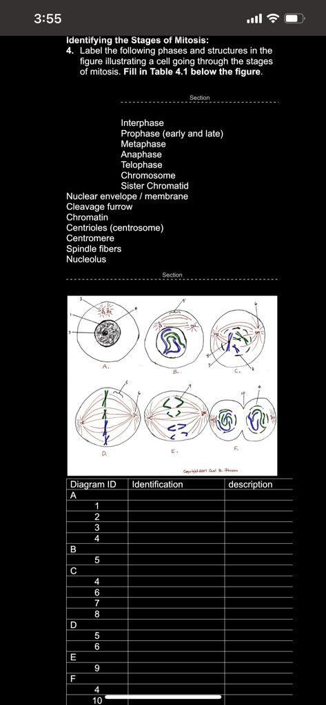 355 oll identifying the stages of mitosis label the following phases ...