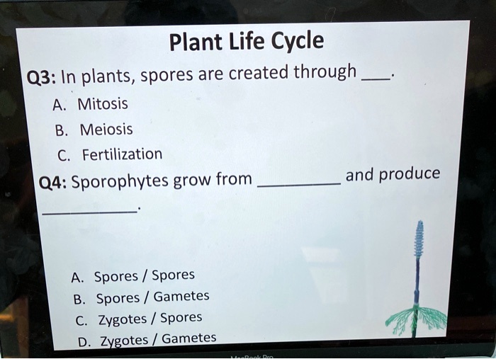 SOLVED Plant Life Cycle 03 In plants, spores are created through A