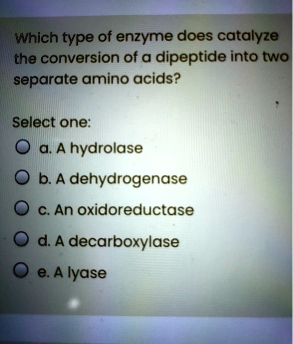 Which type of enzyme does catalyze the conversion of a dipeptide into
