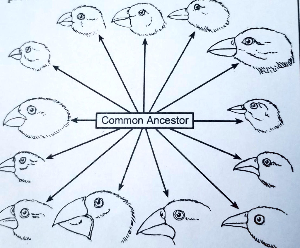 SOLVED: The diversity within the wild bird species in the diagram below ...