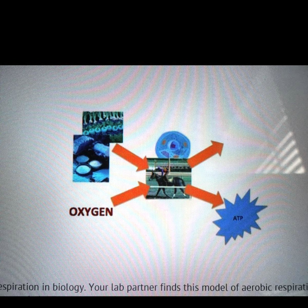 SOLVED You are studying cellular respiration in biology. Your lab