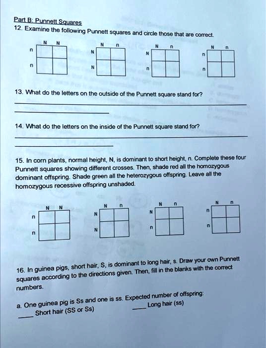 solved-part-bpunnett-squares-12-examine-the-following-punnett-squares