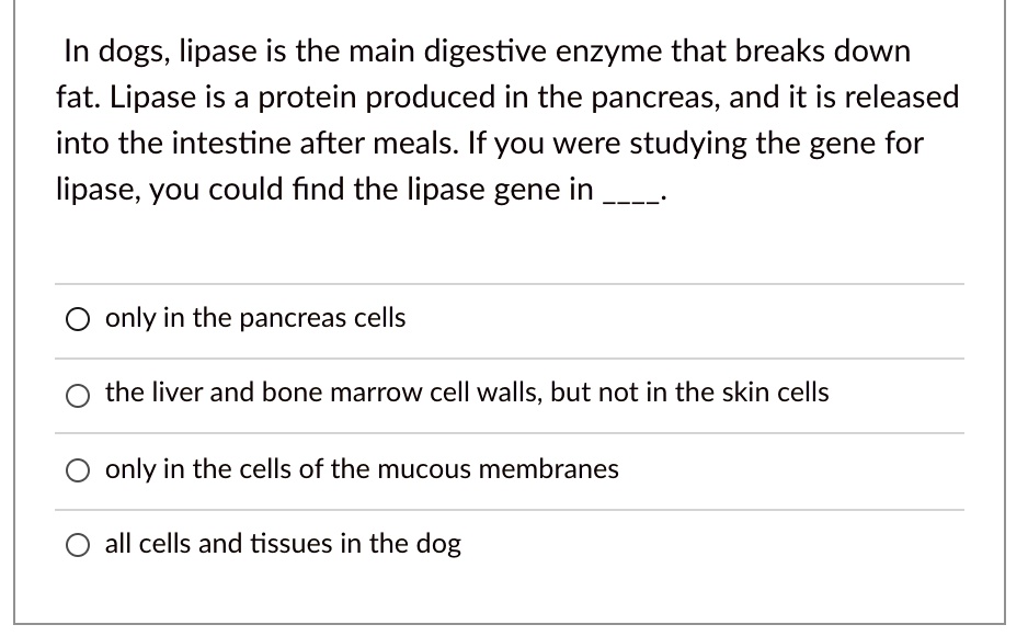 SOLVED In dogs, lipase is the main digestive enzyme that breaks down fat Lipase is a protein