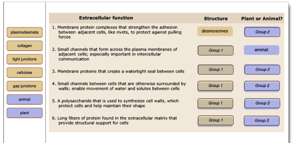 Extracellular function
Structure
Plant or Animal?
plasmodesmata
1. Membrane protein complexes that strengthen the adhesion between adjacent cells, like rivets, to protect against pulling forces
desmosomes
Group 2
collagen
2. Small channels that form across the plasma membranes of adjacent cells; especially important in intercellular communication
Group 1
animal
tight junctions
3. Membrane proteins that create a watertight seal between cells
Group 1
Group 2
cellulose
4. Small channels between cells that are otherwise surrounded by walls; enable movement of water and solutes between cells
Group 1
Group 2
gap junctions
5. A polysaccharide that is used to synthesize cell walls, which protect cells and help maintain their shape
Group 1
Group 2
animal
6. Long fibers of protein found in the extracellular matrix that provide structural support for cells
Group 1
Group 2
plant