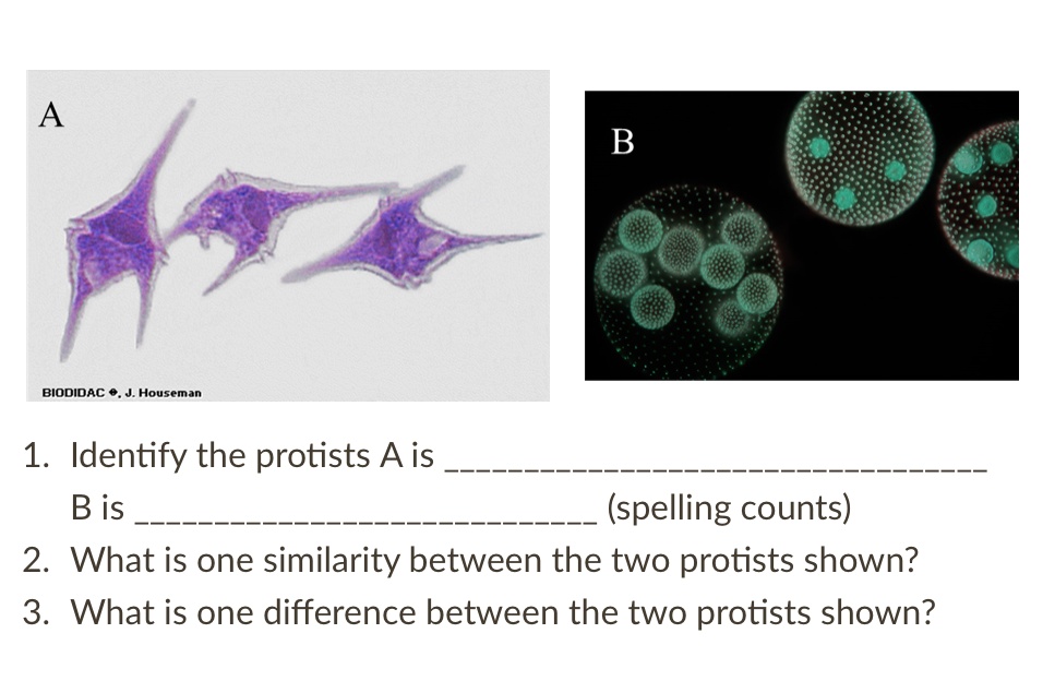 B Biodidac Houseman 13 Identify The Protists A Is B Is Spelling Counts ...