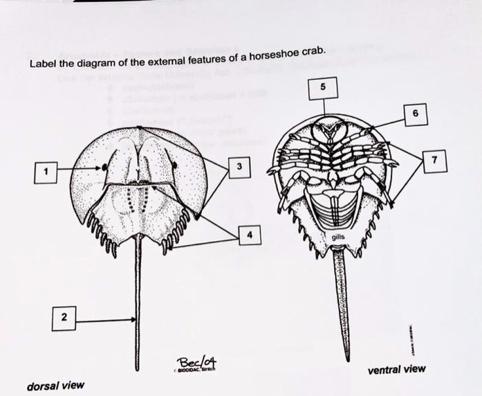 SOLVED Horseshoe Crab Label the diagram of the external features of a