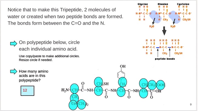 tripeptide bond