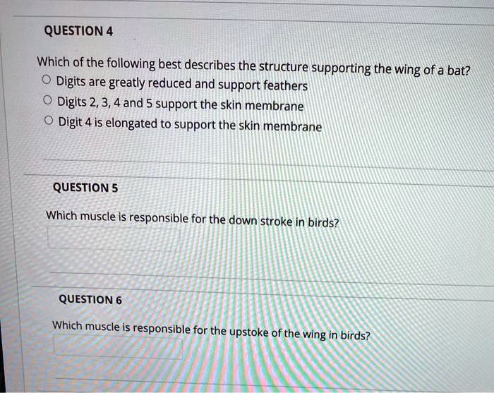 QUESTION 4
Which of the following best describes the structure supporting the wing of a bat?
Digits are greatly reduced and support feathers
Digits 2, 3, 4 and 5 support the skin membrane
Digit 4 is elongated to support the skin membrane
QUESTION 5
Which muscle is responsible for the down stroke in birds?
QUESTION 6
Which muscle is responsible for the upstoke of the wing in birds?