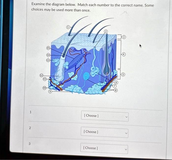 SOLVED: 1 2 3 Examine the diagram below. Match each number to the ...