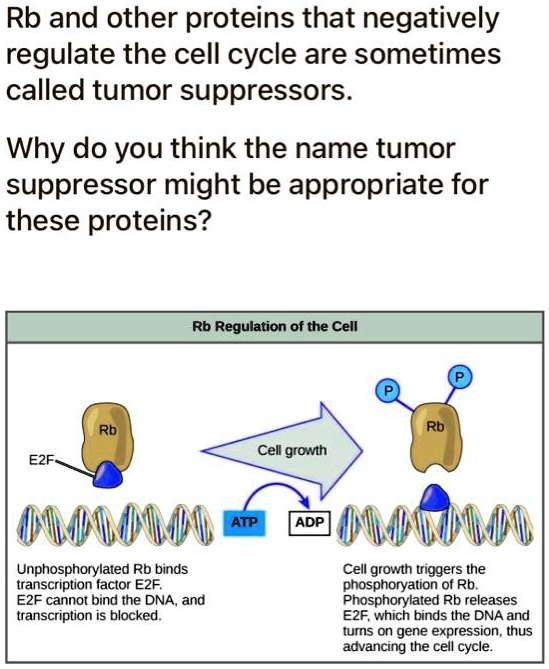 rb and other proteins that negatively regulate the cell cycle are ...
