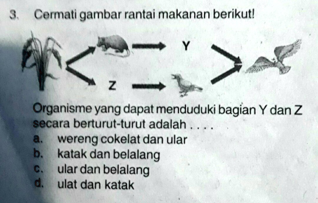 SOLVED: Organisme yang dapat menduduki bagian y dan Z secara berturut ...