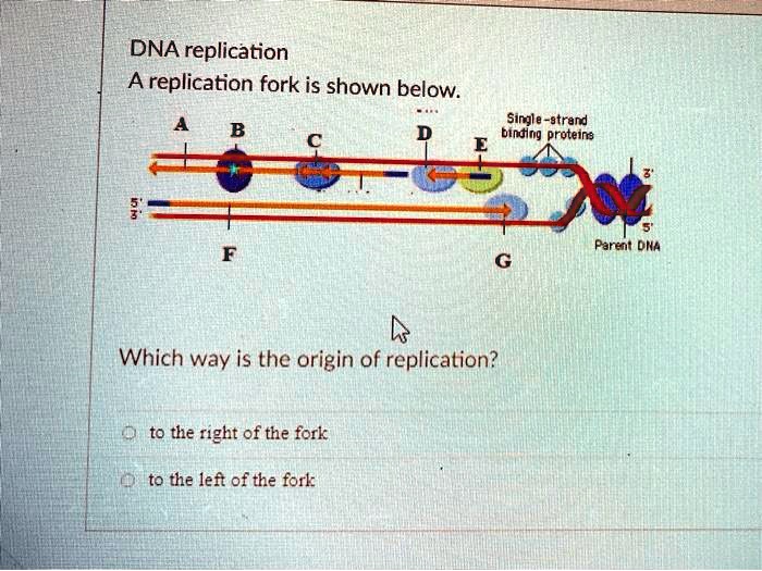 SOLVED: DNA replication: A replication fork is shown below: Single ...