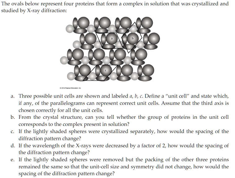 SOLVED: The ovals below represent four proteins that form a complex in ...