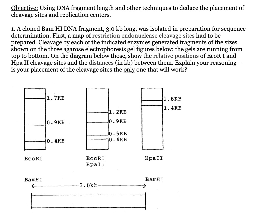 SOLVED: Texts: A cloned Bam HI DNA fragment, 3.0 kb long, was isolated ...