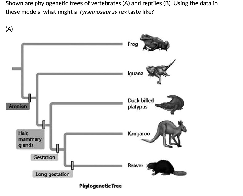 Solved: Shown Are Phylogenetic Trees Of Vertebrates (a) And Reptiles (b 