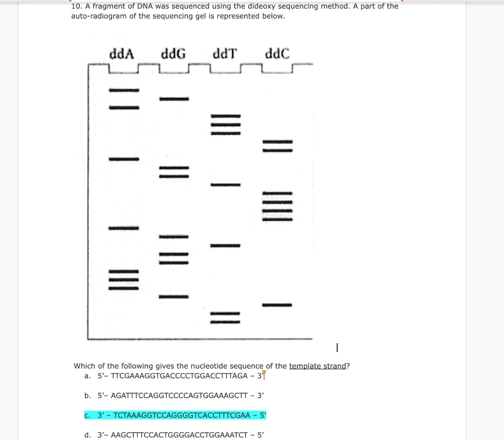 SOLVED: 10, A fragment of DNA was sequenced using the dideoxy ...